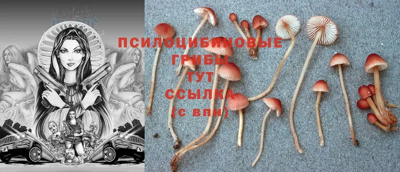 магазин  наркотиков  Печора  Галлюциногенные грибы Psilocybe 